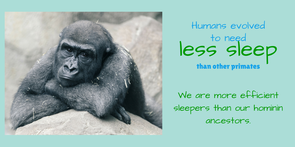 Humans sleep less than other primates by Clinique Somnomed